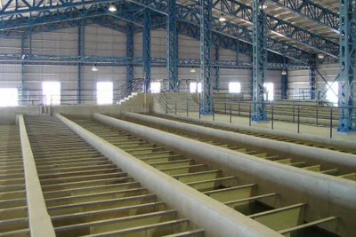 planta calafate